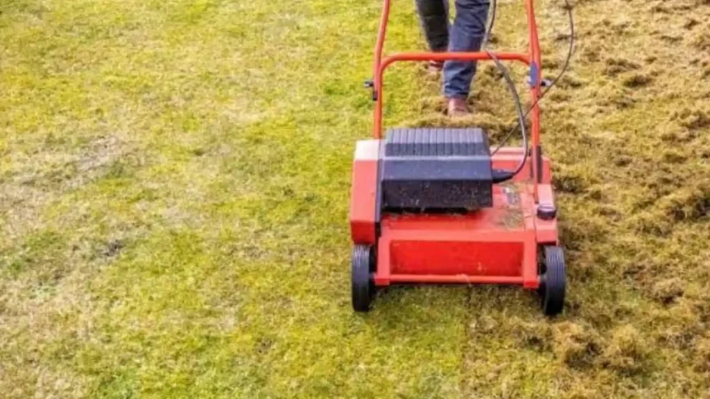 Why Choose Professional Lawn Mowing Services?