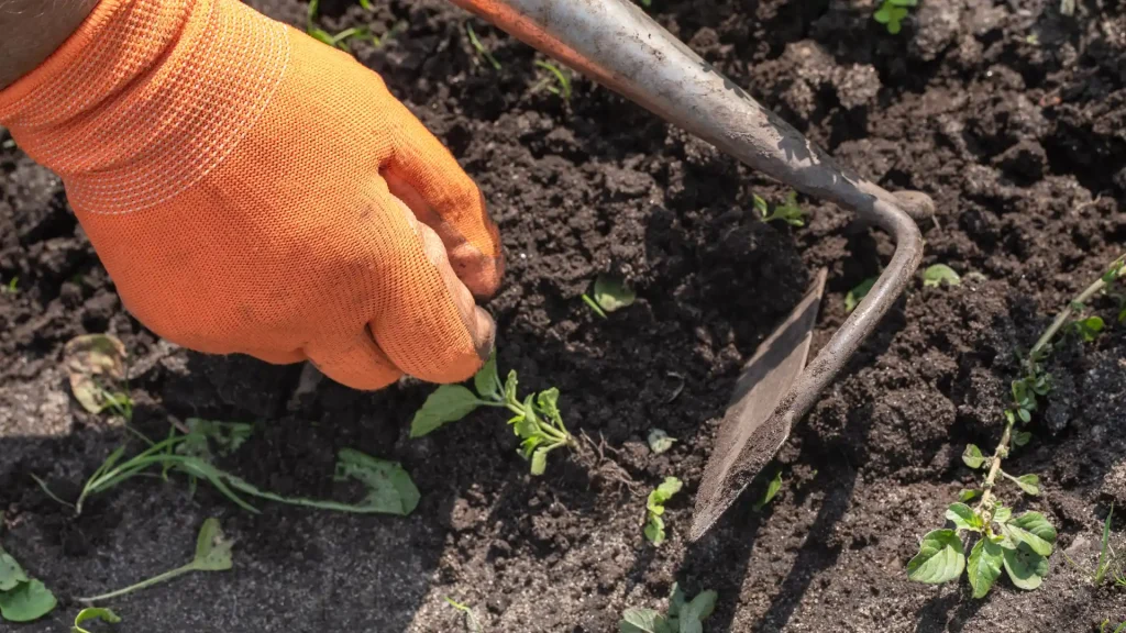 Edging Services in Currans Hill