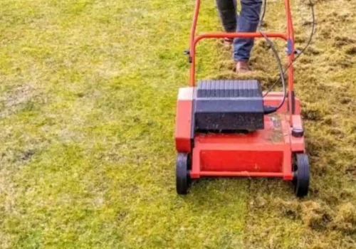 Why Choose Professional Lawn Mowing Services?
