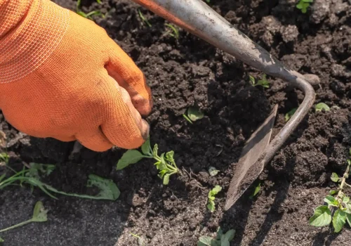 Edging Services in Currans Hill
